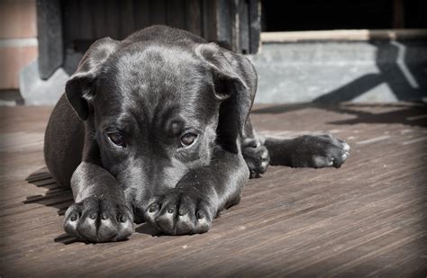 vet wrong about dropped teste|dog only got one testicle.